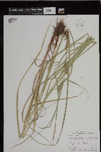 Carex laeviconica image