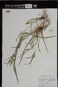 Carex grisea image