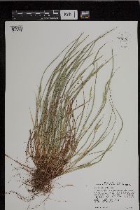 Carex saximontana image