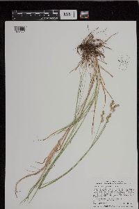 Carex brevior image