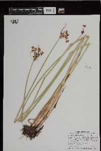 Schoenoplectus tabernaemontani image