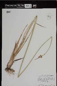 Schoenoplectus acutus image