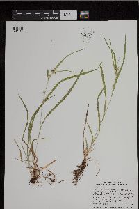Carex grisea image