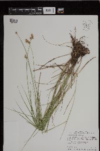 Carex molesta image