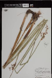 Schoenoplectus tabernaemontani image