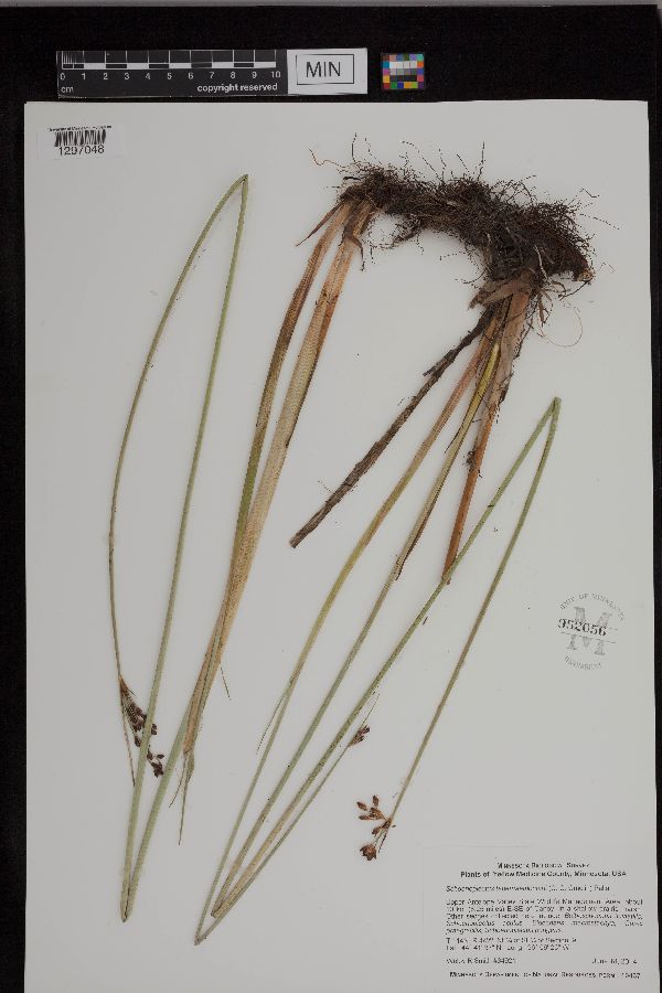 Schoenoplectus tabernaemontani image
