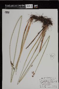 Schoenoplectus tabernaemontani image