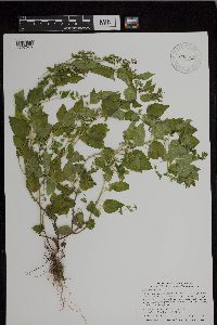 Scutellaria lateriflora image