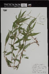 Persicaria punctata image