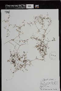 Image of Galium trifidum