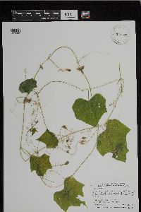 Sicyos angulatus image