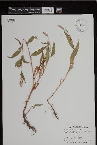 Persicaria lapathifolia image