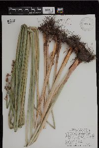 Schoenoplectus tabernaemontani image