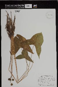 Sagittaria latifolia image
