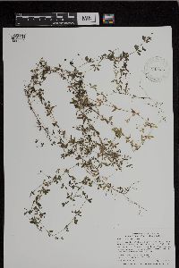 Galium tinctorium image