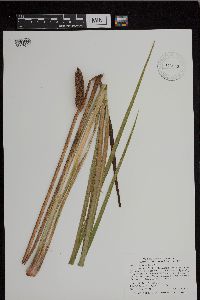 Acorus americanus image