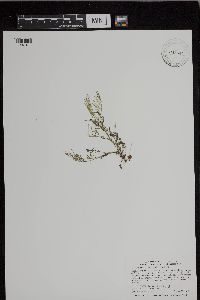Cardamine pensylvanica image
