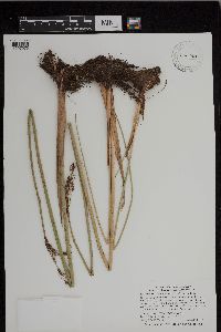 Schoenoplectus tabernaemontani image