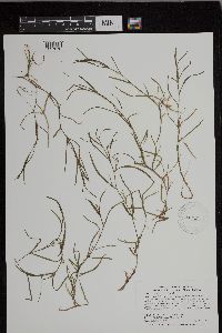 Heteranthera dubia image