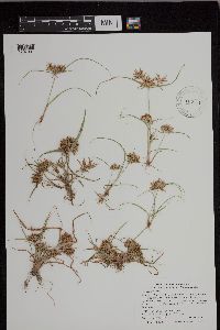 Cyperus esculentus image