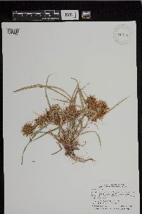 Cyperus esculentus image
