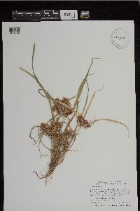 Cyperus esculentus image
