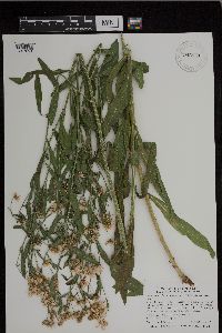 Boltonia asteroides image