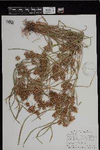 Cyperus esculentus image