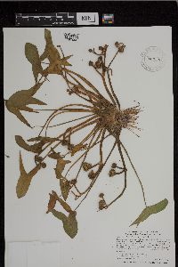 Sagittaria montevidensis image