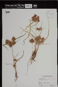 Cyperus esculentus image