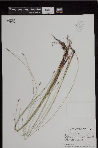 Eleocharis macrostachya image