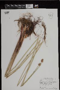 Schoenoplectus acutus image