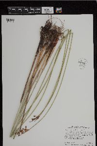 Schoenoplectus acutus image