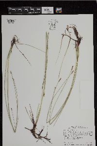 Eleocharis macrostachya image