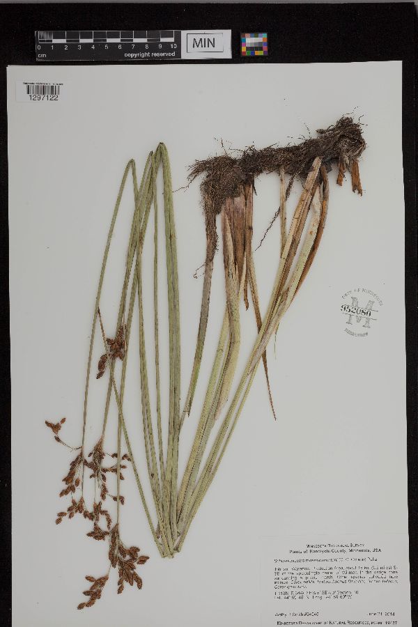 Schoenoplectus tabernaemontani image