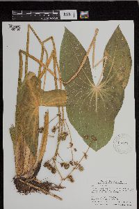 Sagittaria latifolia image