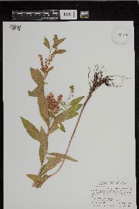 Penthorum sedoides image