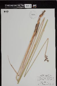 Schoenoplectus acutus image