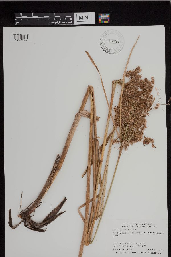 Scirpus cyperinus image