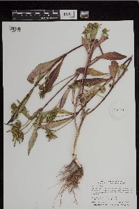 Bidens tripartita image