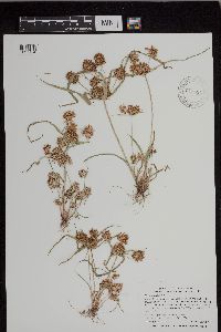 Cyperus esculentus image