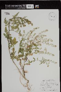 Rorippa palustris subsp. palustris image