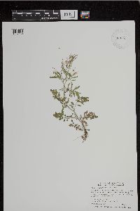 Cardamine pensylvanica image