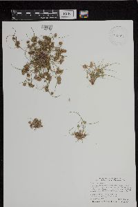 Thumbnail image of current specimen