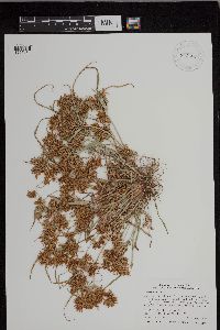 Cyperus esculentus image