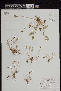 Sagittaria montevidensis image