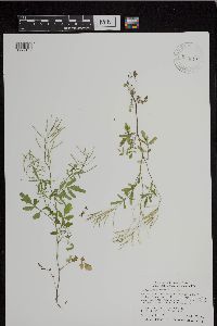 Cardamine pensylvanica image