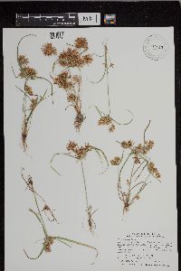 Cyperus esculentus image