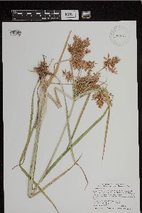 Cyperus esculentus image