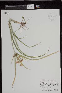 Cyperus esculentus image